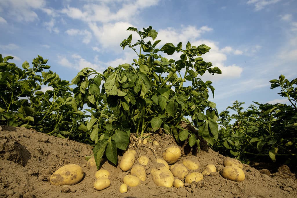 Bild von Kartoffeln in der Erde